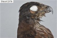 鳳頭蒼鷹藏品圖，第14張